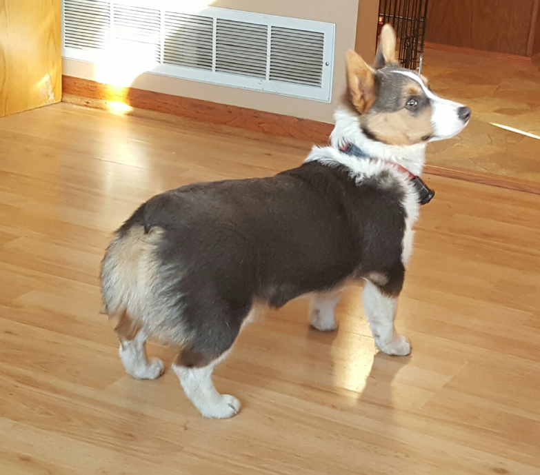 corgi puppies mn corgi of farms hastings minnesota pembroke corgi breeder corgi puppies corgi puppies mn corgi of farms hastings minnesota pembroke corgi breeder corgi puppies