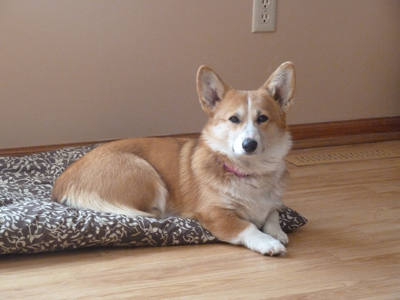 corgi puppies mn corgi of farms hastings minnesota pembroke corgi breeder corgi puppies corgi puppies mn corgi of farms hastings minnesota pembroke corgi breeder corgi puppies