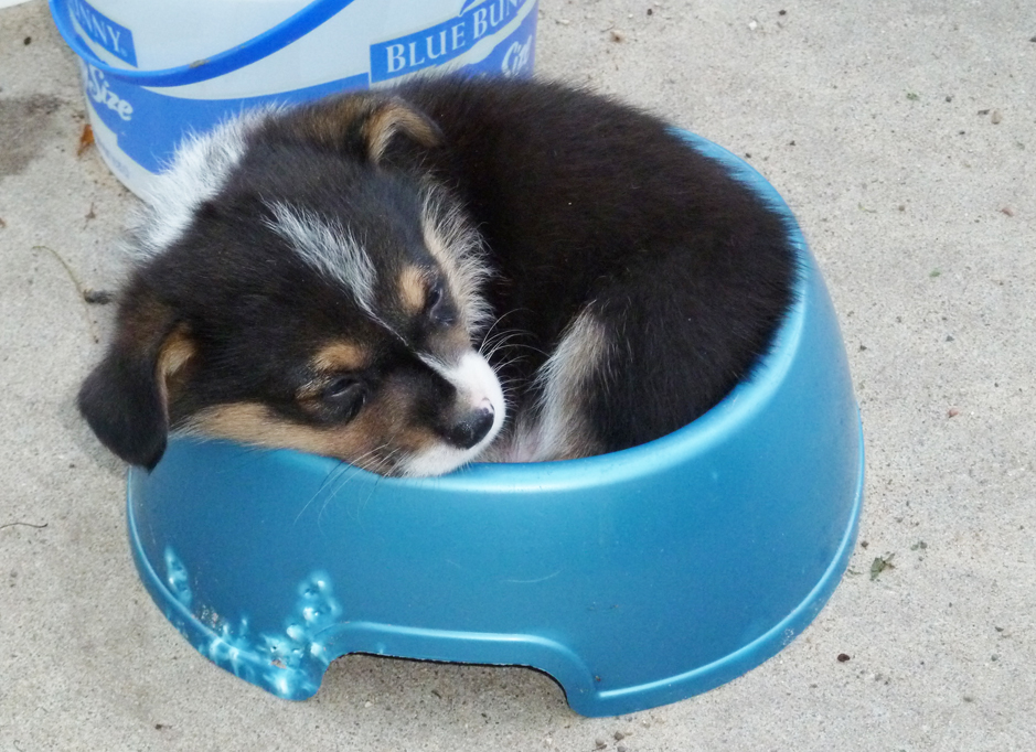 corgi puppies