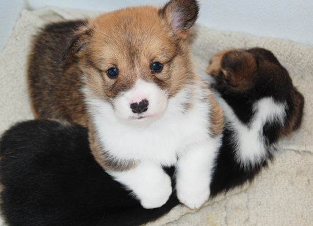 corgi puppies