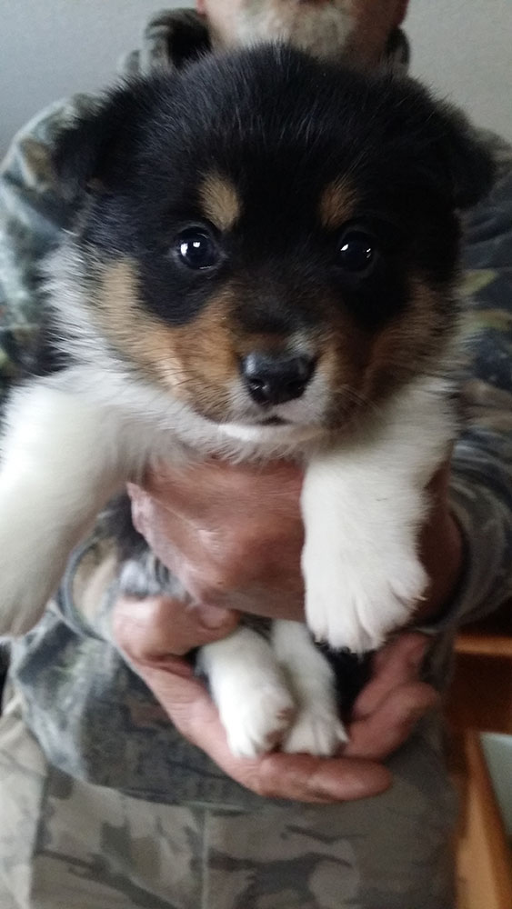 corgi puppies