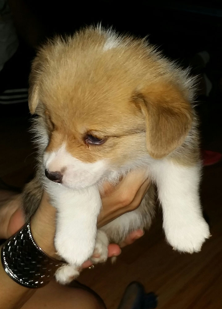 corgi puppies