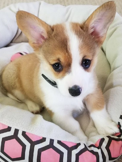 corgi puppies