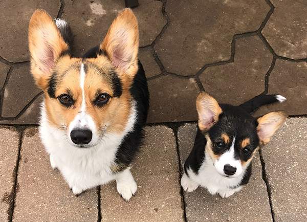 corgi puppies