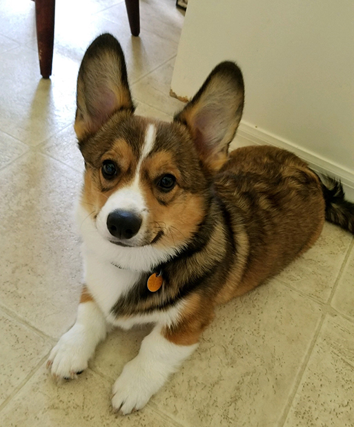 corgi puppies