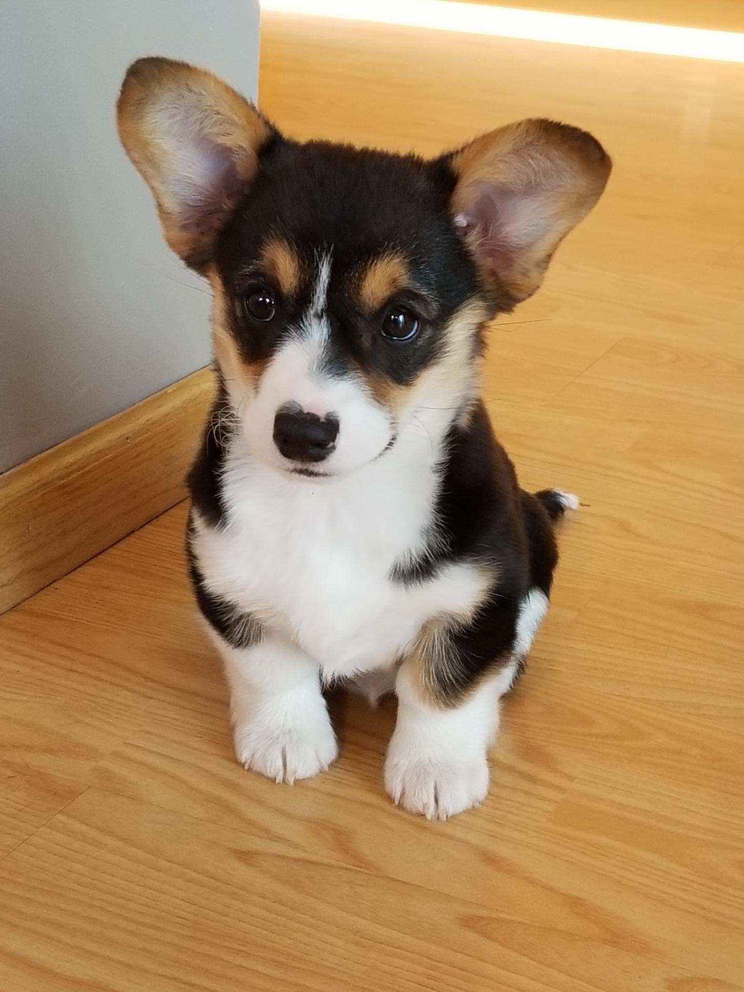 corgi puppies