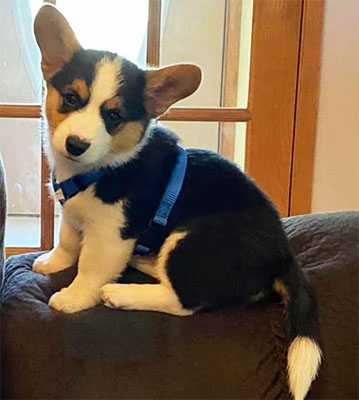 2020 Corgi pictures