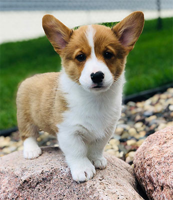 Corgi Puppies in MN