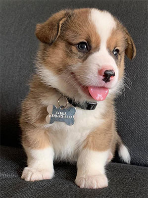 2020 Corgi pictures