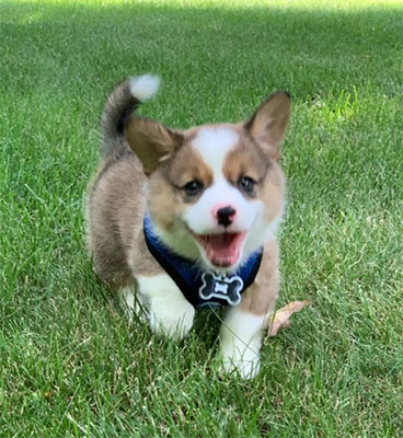 2020 Corgi pictures