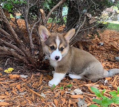 Corgi Puppies in MN