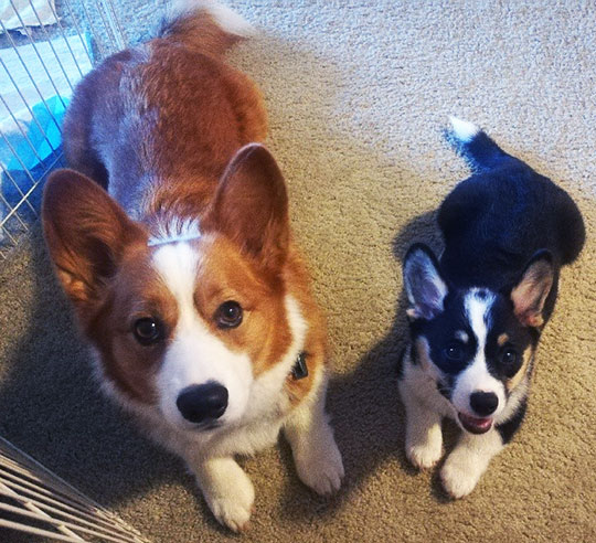 2020 Corgi pictures