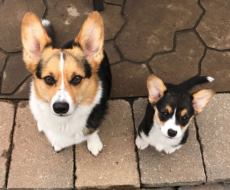 Corgi Puppies in MN