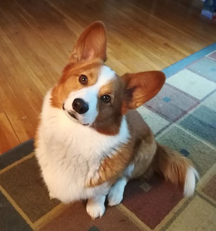 2020 Corgi pictures