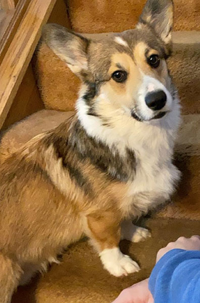 2020 Corgi pictures