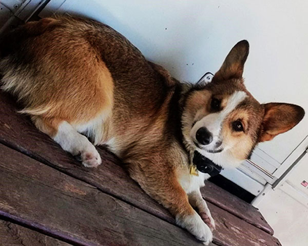 2020 Corgi pictures