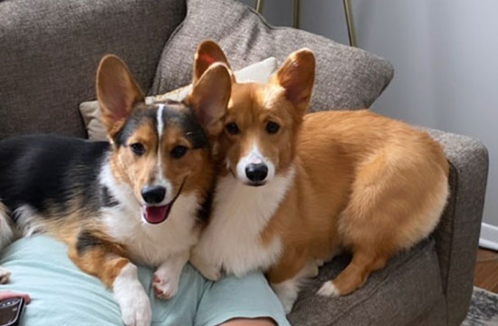 2020 Corgi pictures