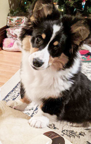 2020 Corgi pictures