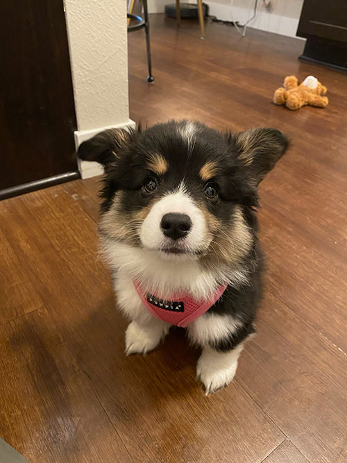 2021 Corgi pictures