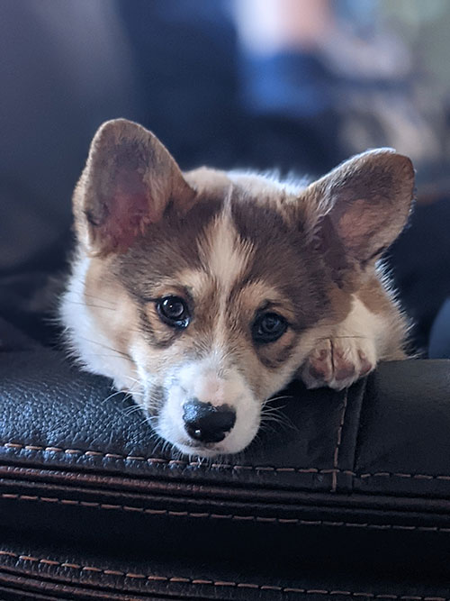 2021 Corgi pictures