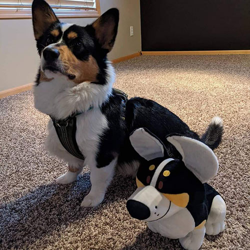 2021 Corgi pictures