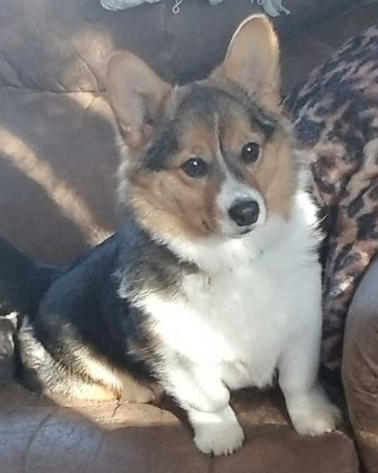 Corgi Of Fantasy Farms Hastings Minnesota Pembroke Welsh Corgi Breeder Corgi Puppies
