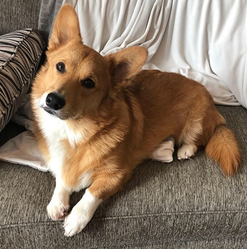 2021 Corgi pictures