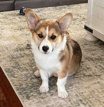 2021 Corgi pictures