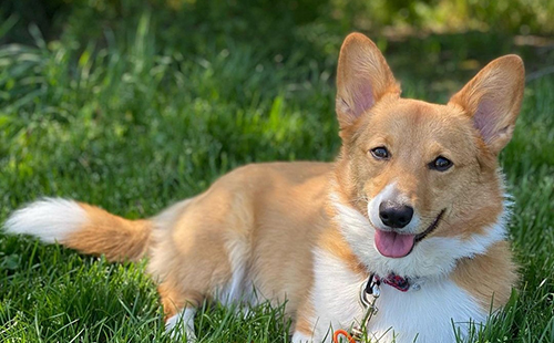 2021 Corgi pictures