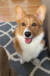 Corgi Puppy