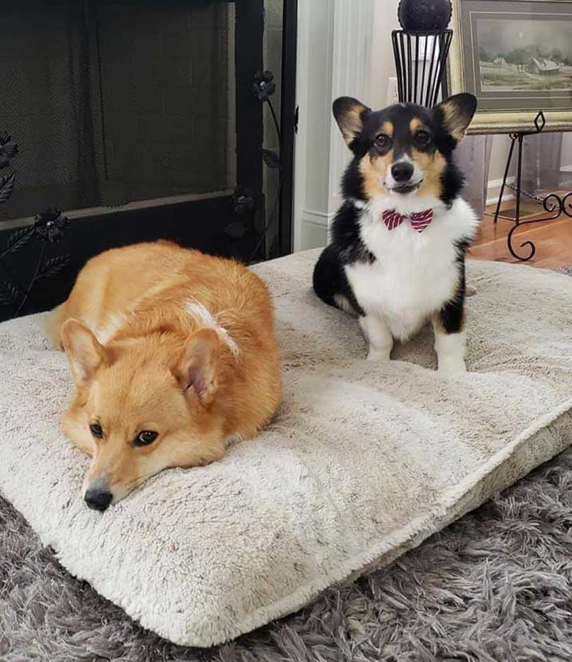 2020 Corgi pictures