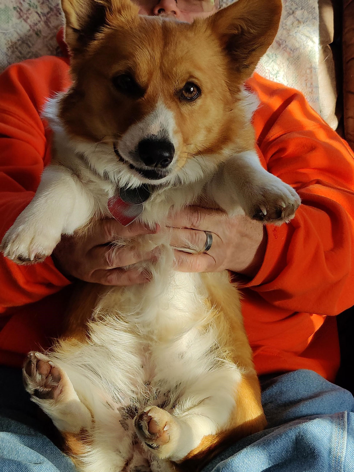 2022 Corgi pictures