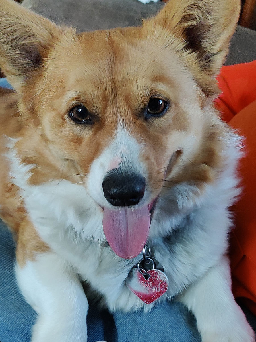 2022 Corgi pictures