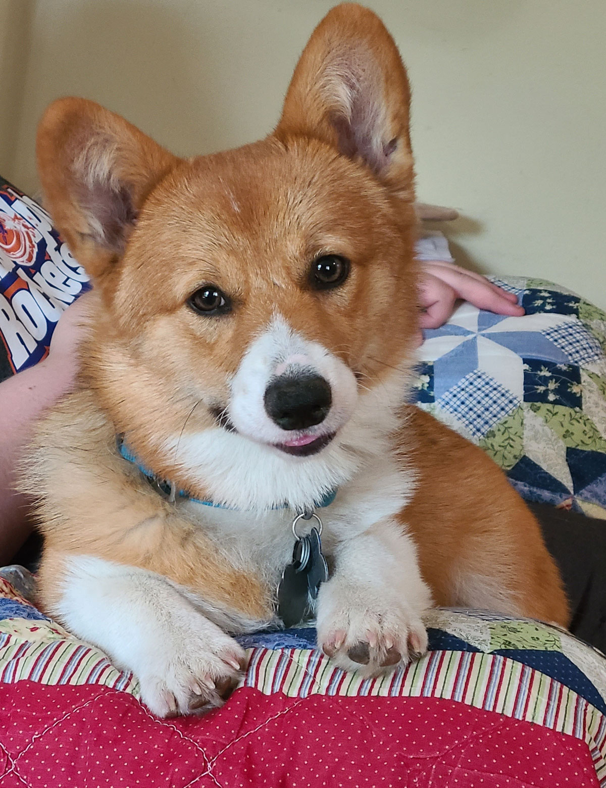 2022 Corgi pictures