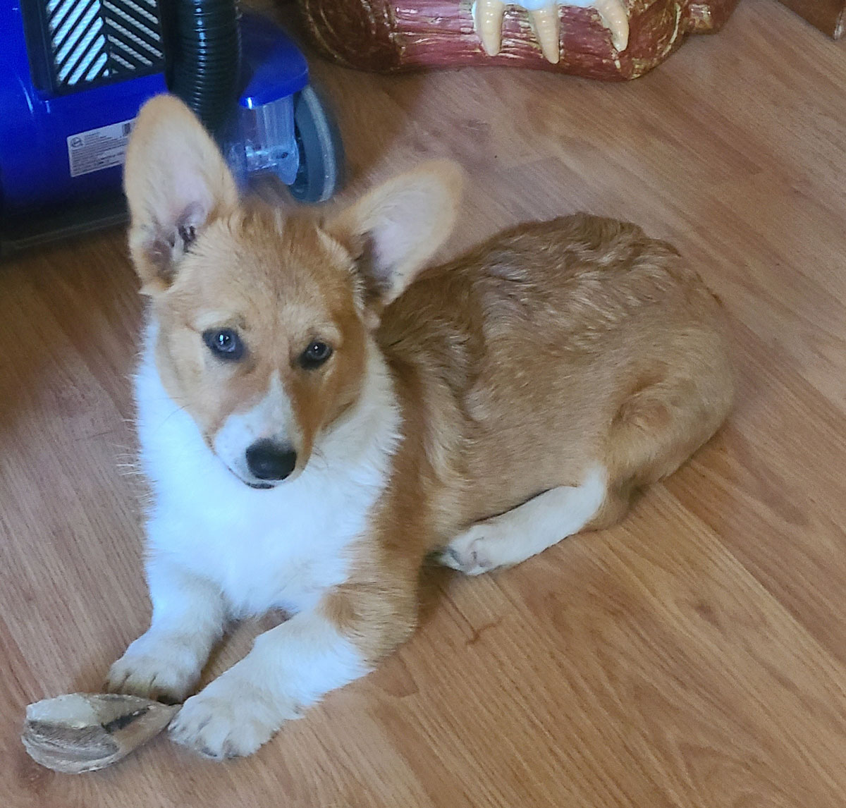 2022 Corgi pictures