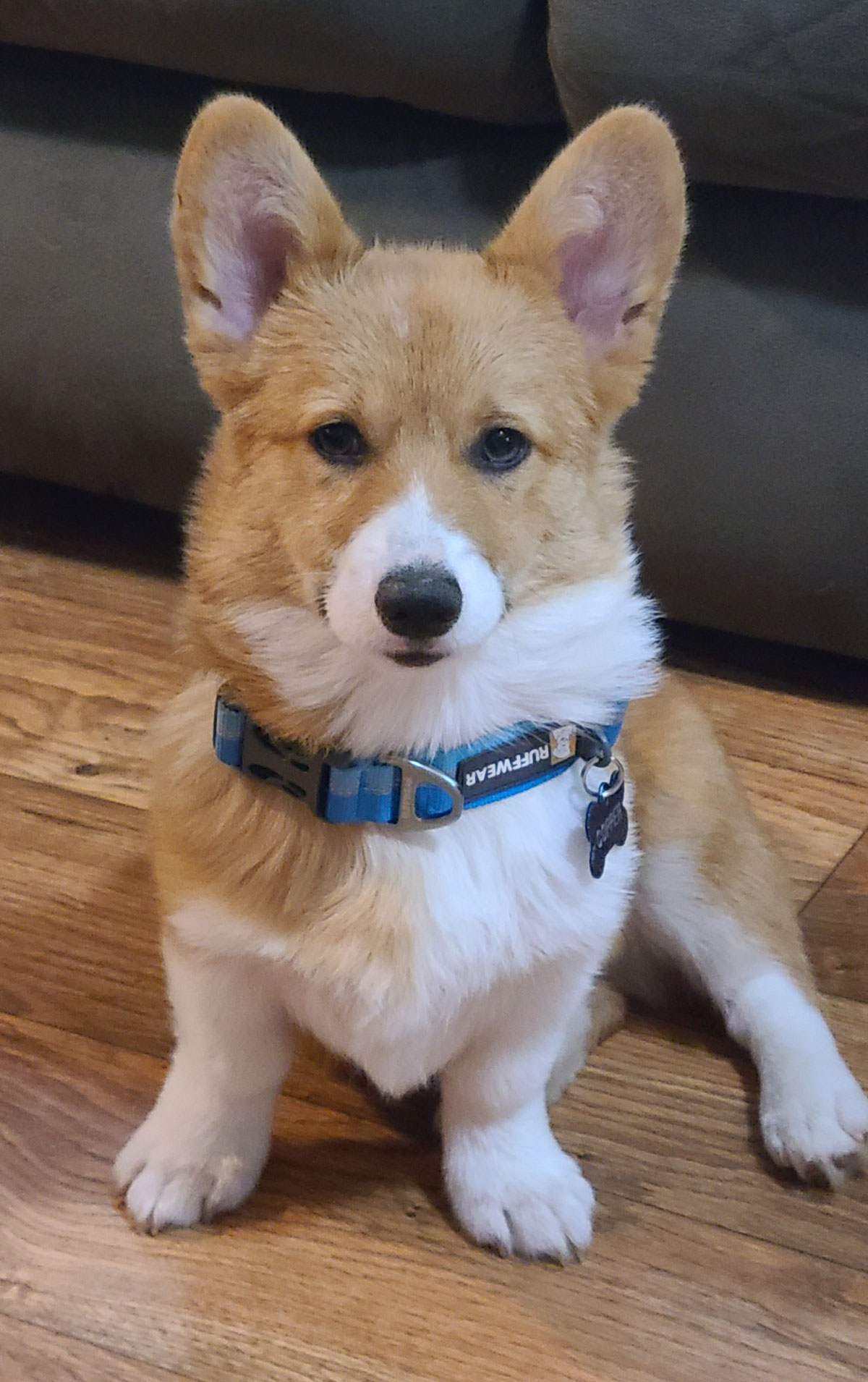 2022 Corgi pictures