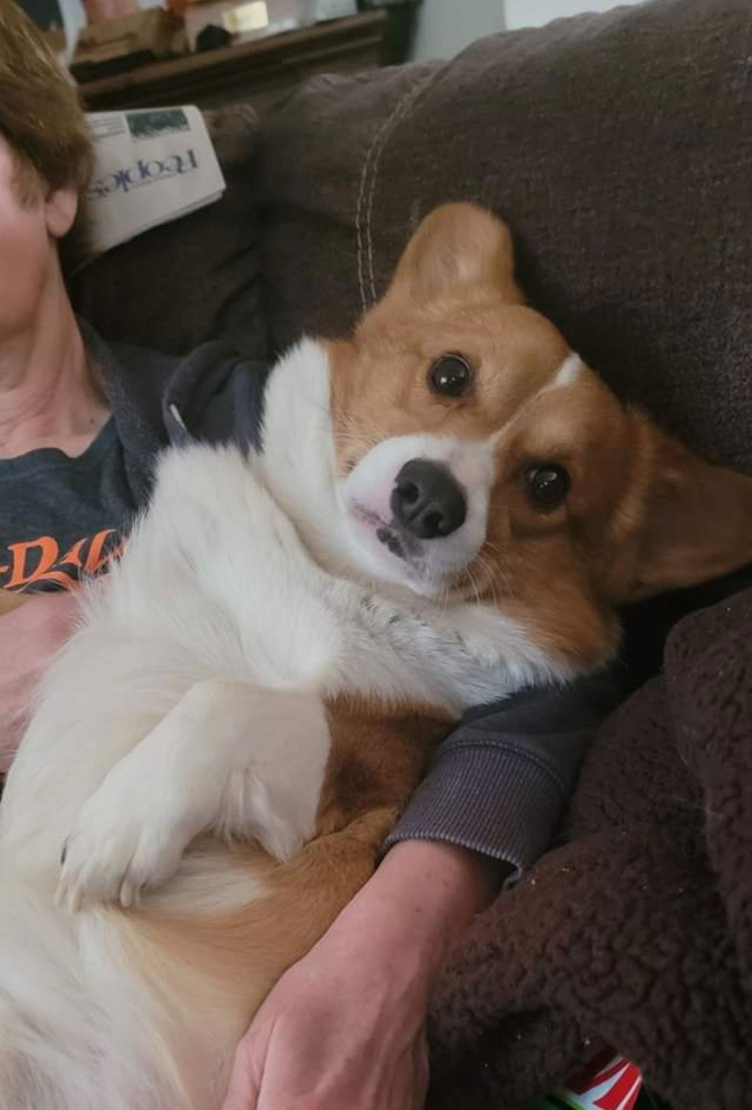 2022 Corgi pictures