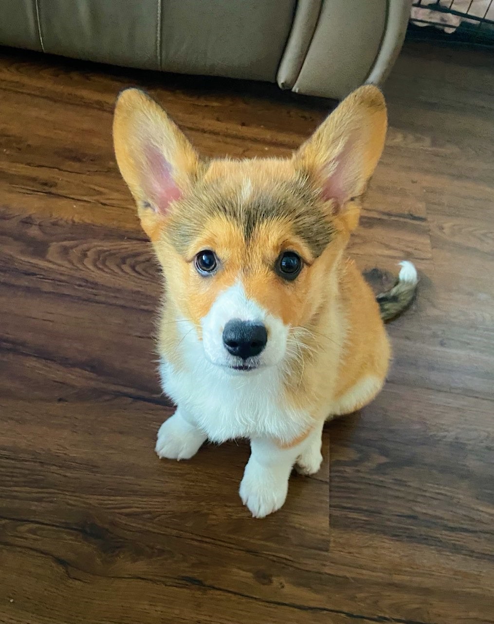 2022 Corgi pictures