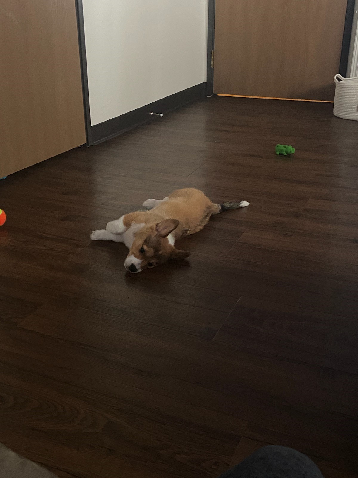 2022 Corgi pictures