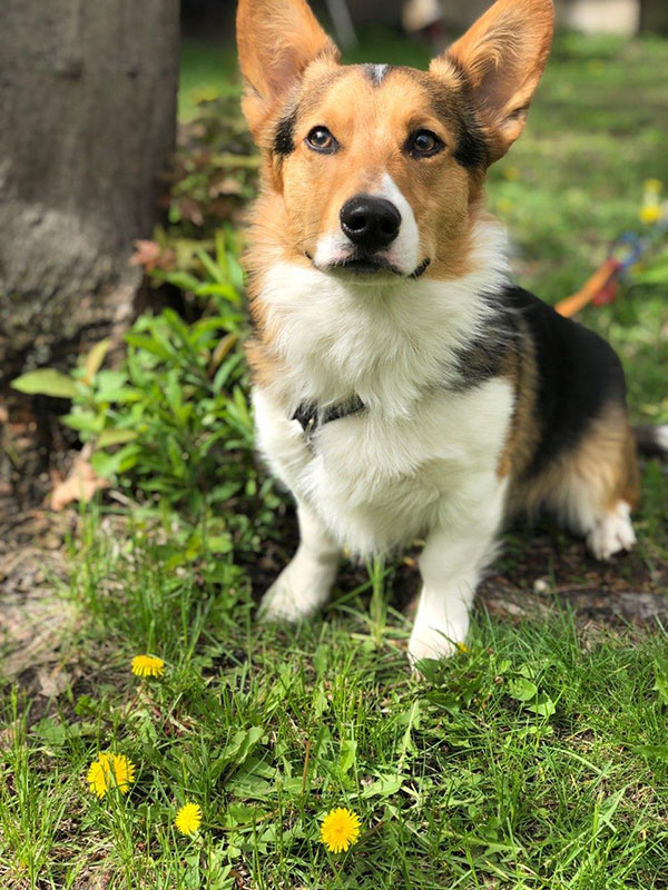 corgi puppies