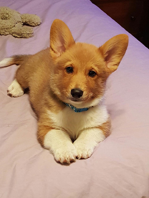 corgi puppies