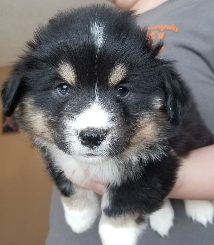 corgi puppies