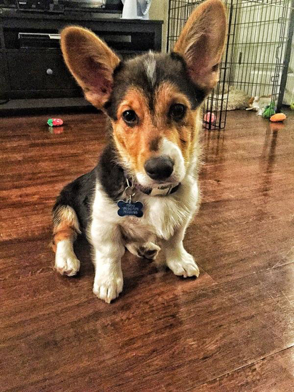 corgi puppies