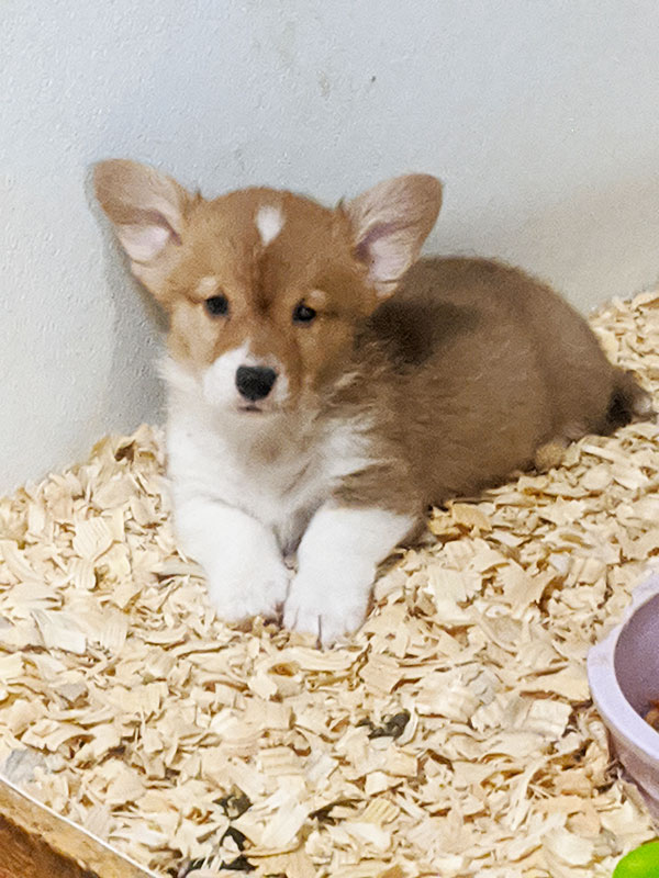 corgi puppies