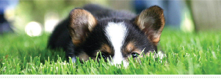 corgi in the grass