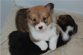 corgi puppies