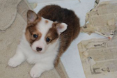 corgi puppies