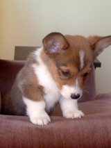 Corgi Puppy