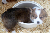 Corgi Puppies