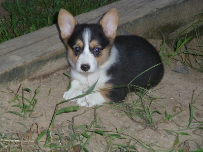 corgi puppies